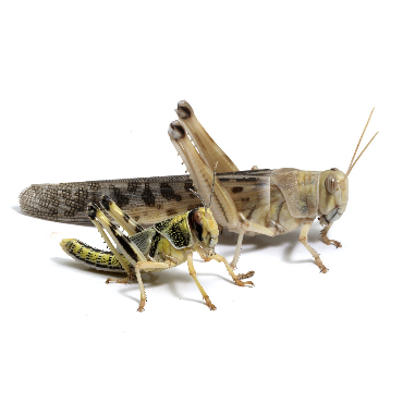 Woestijnsprinkhanen