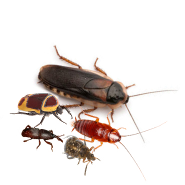 Kakkerlakken & Kevers