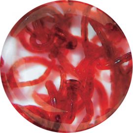 Levende Rode muggenlarven - klein [100 ml] kopen? | 0014 | 8717344710145