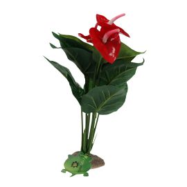 Anthurium