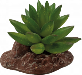 Aloes, Deco plant