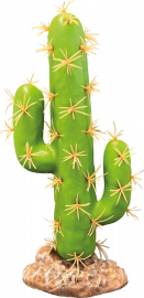 Cactus San Pedro, Deco plant