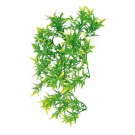 Zoo Med - Bolvian Croton - Terramania.nl