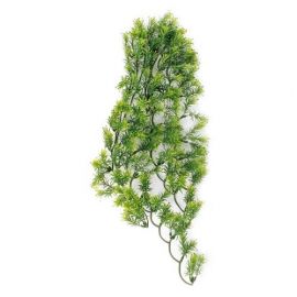 Zoo Med - Borneo Star - Terramania.nl