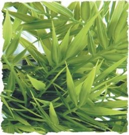 Zoo Med - Madgascar Bamboo - Terramania.nl