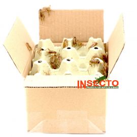 Huiskrekels (8), Volwassen - 250G, 6095544168143