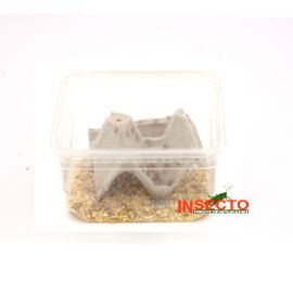 Huiskrekels (2), Micro, voedseldieren, 6095544080018