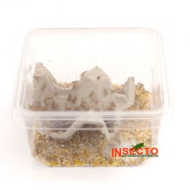 Huiskrekels (3), Micro, voedseldieren, 6095544080063