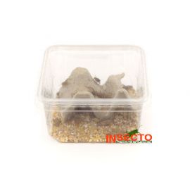 Huiskrekels (6), Middel, voedseldier, 6095544097054