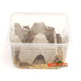 Huiskrekels (8), Volwassen, voedseldieren, 6095544166149