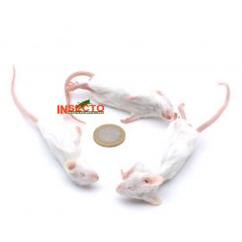 16-22 Gram, Middel Muis - 10 stuks