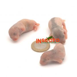 4-10 gram, Baby Rat - 25 stuks