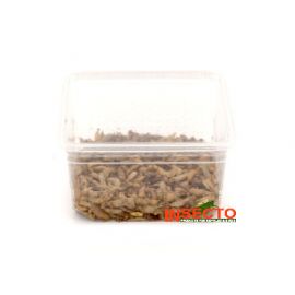 Nutri Grub / Calci-worm - Groot kopen? | NUTGLD | 8717545215302