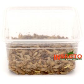 Nutri Grub / Calci-worm - Groot kopen? | NUTGLD | 8717545215302