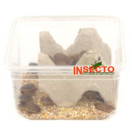 Dubia's (4), 10-20 MM - 14 stuks