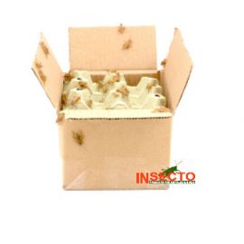 Huiskrekels (7), Groot - 100G, voedseldieren, 6095544149166