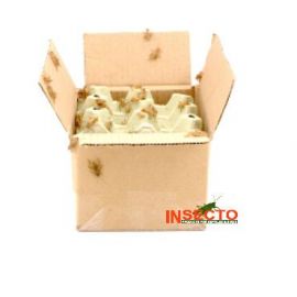 Huiskrekels (6), Middel - 250G, voedseldieren, 6095544099010