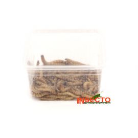 Moriowormen 50 gram kopen, 6095544195118, MOWD50