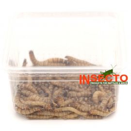 Moriowormen 50 gram kopen, 6095544195118, MOWD50