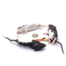 26-50 gram, Weaner rat - 10 stuks