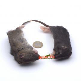 51-90 gram, Kleine rat - 5 stuks