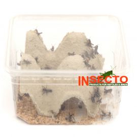 Treksprinkhanen (2), mini - 25 stuks