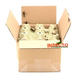 Starfood - Bulk Treksprinkhanen Klein - maat 4 (Locusta migratoria) | SL4B | 8717545215241