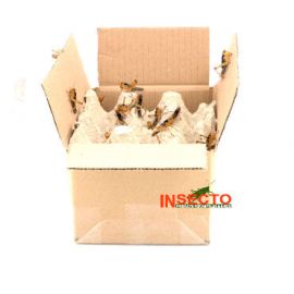 Starfood - Bulk Treksprinkhanen Middel - maat 6 (Locusta migratoria) | SL6B | 8717545215265