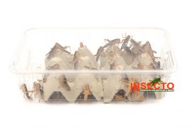 Treksprinkhanen (7), Groot - 50ST