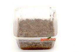 Springstaartjes kopen? Geschikt als voer of voor een bio-active bodem | SPS | 8717545210130