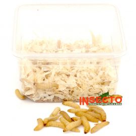 Starfood - Wasmotten op houtkrul (Galleria mellonella) | WAS5 | 8717545210161