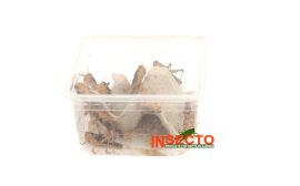 Starfood - Treksprinkhanen Groot - maat 7 (Locusta migratoria) | SL7 | 8717545215173