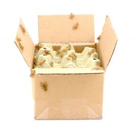 Huiskrekels (6), Middel - 100G, voedseldieren, 6095544098051