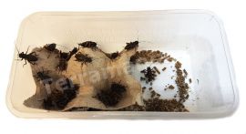 Veldkrekels (6), Middel, voedseldieren, 6095544441475