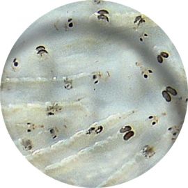 Levende Witte muggenlarven (100 ml) kopen? 