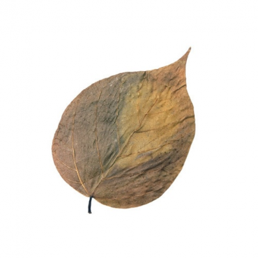 HabiStat Dadap Leaves, 10 stuks, 5027407018440, HNLLD, R5100830