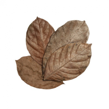 HabiStat Dadap Leaves, 10 stuks, 5027407018440, HNLLD, R5100830