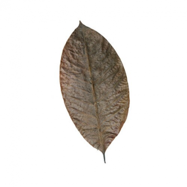 HabiStat Rubber Leaves, 10 stuks, 5027407018464, HNLLR, R5100840