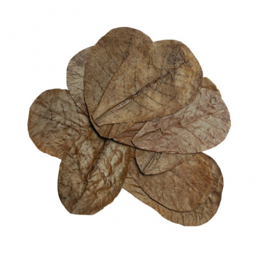 HabiStat Leaves Catappa, 10 stuks, 5027407018471, HNLLC, R5100825