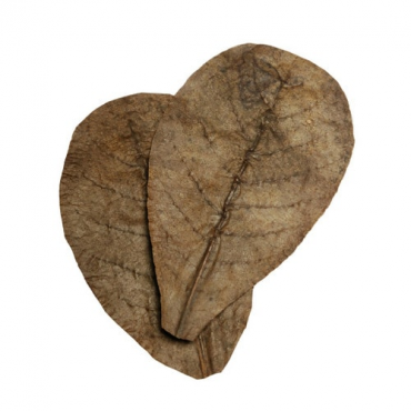 HabiStat Leaves Catappa, 10 stuks, 5027407018471, HNLLC, R5100825