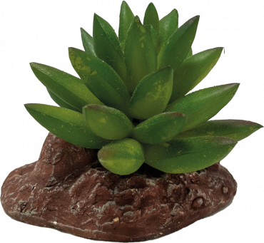 Repto Aloes, Deco plant, 8715897339646, R5100040
