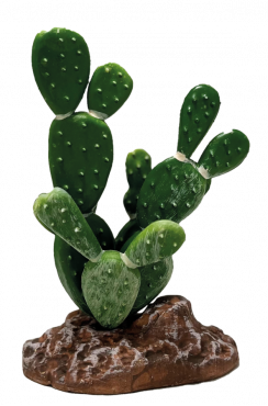 Cactus Opuntia, Deco plant