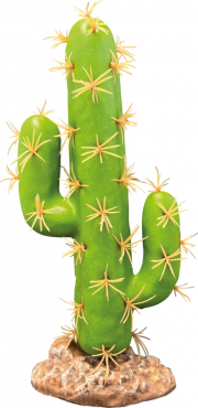 Cactus San Pedro, Deco plant