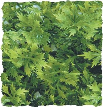 Zoo Med - Australian Maple - Terramania.nl