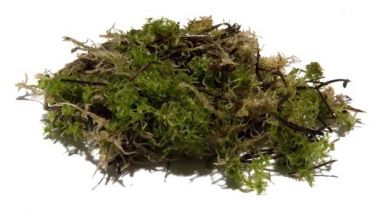 Zoo Med - Terrarium Moss Large - Terramania.nl