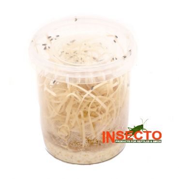 Fruitvliegen, Groot [vers (ei) / larve stadium]