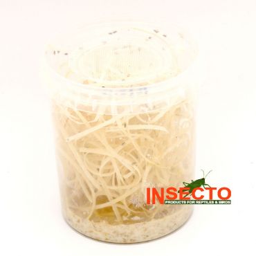 Fruitvliegen - klein [vers opgezet / larve]