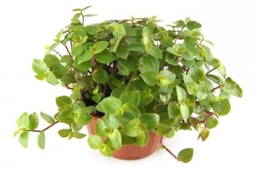 Callisia Repens, Schildpadplant – Eetbaar plant voor baardagame, landschildpad