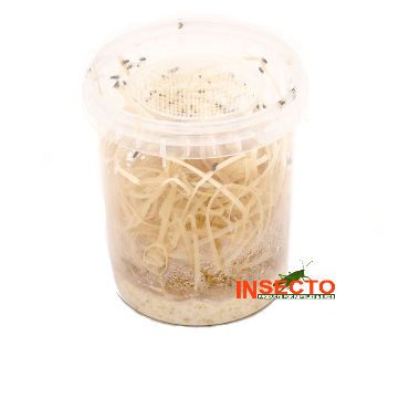 Fruitvliegen, Groot [vers (ei) / larve stadium]