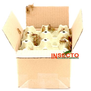 Huiskrekels (8) - Volwassen, 100G, 6095544166163